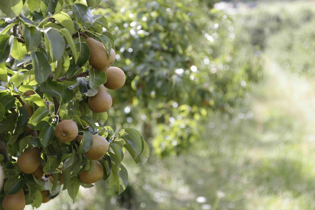 The Pear Orchard Lodge Richmond Esterno foto